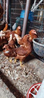 Jonge bruine leghennen (lohmann brown), Dieren en Toebehoren, Pluimvee, Vrouwelijk, Kip