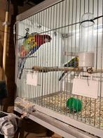 Koppel bewezen prachtrosella’s, Meerdere dieren, Parkiet, Geringd