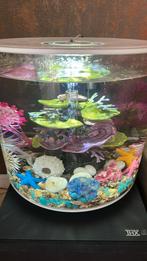 Biorb 35 liter MCR, Dieren en Toebehoren, Ophalen of Verzenden, Gebruikt, Gevuld zoetwateraquarium