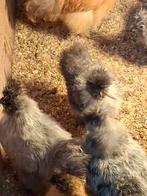 Zijdehoen kriel hennetjes te koop., Dieren en Toebehoren, Pluimvee, Vrouwelijk, Kip