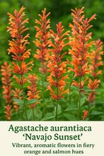 Dropplant (Agastache aurantiaca Navoja Sunset), Tuin en Terras, Ophalen, Zomer, Volle zon