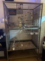 2 handtamme valkparkieten incl. kooi, voer etc, Meerdere dieren, Parkiet, Pratend