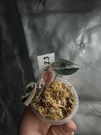 Alocasia Chantrieri Pink Variegated 2.3, Huis en Inrichting, Kamerplanten, Ophalen of Verzenden