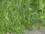 Mierikswortel plant/wortel, Overige soorten, Volle zon, Vaste plant, Ophalen of Verzenden