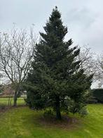 Kerstboom 11 meter hoog., Diversen, Kerst, Ophalen of Verzenden, Nieuw