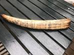 prachtige replika scrimshaw, Antiek en Kunst, Ophalen of Verzenden