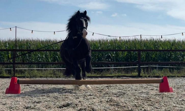 Super lieve tinker ruin van 10 jaar all-rounder, Dieren en Toebehoren, Paarden en Pony's | Verzorgingsproducten, Zo goed als nieuw