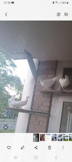 Postduif drie Koppel, Dieren en Toebehoren, Meerdere dieren, Overige soorten