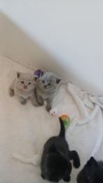 Britse korthaar kittens, Dieren en Toebehoren, Katten en Kittens | Raskatten | Korthaar, Meerdere dieren, Ontwormd, 0 tot 2 jaar