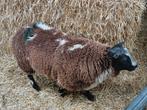 Bonte stamboek ram., Dieren en Toebehoren, Mannelijk