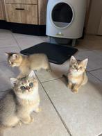 Britse Korthaar Golden Kittens ( 3 katertjes beschikbaar), Dieren en Toebehoren, Katten en Kittens | Overige Katten, Meerdere dieren