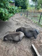 Hangbuikzwijn, Dieren en Toebehoren, Schapen, Geiten en Varkens, Varken