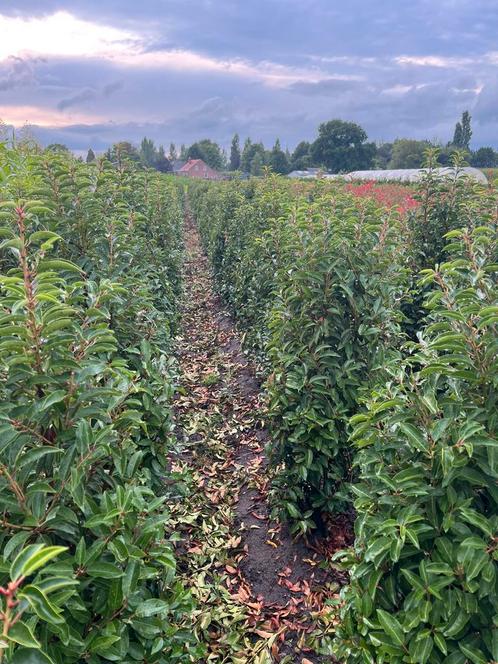 Portugese laurier, Tuin en Terras, Planten | Struiken en Hagen, Laurier, 100 tot 250 cm, Ophalen of Verzenden