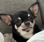 Jonge Chihuahua reu vandaag 12 maanden oud, Dieren en Toebehoren, Honden | Chihuahua's en Gezelschapshonden, Rabiës (hondsdolheid)