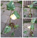 Monstera Thai Constellation kamerplant🪴OPHALEN🪴, Ophalen, Overige soorten, Halfschaduw, In pot