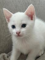 Bijzondere kitten mannetje wit, Dieren en Toebehoren, Kater