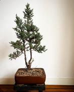 Dubbelstammige Juniperus bonsai boom in Japanse bonsai pot, Tuin en Terras, Planten | Bomen, Minder dan 100 cm, Overige soorten