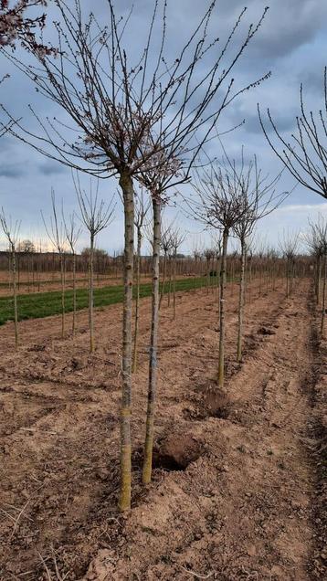 Prunus subhirtella 'Autumnalis Rosea' 🌺🌿(roze winterkers) beschikbaar voor biedingen