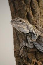 Diverse voor Houten 1-6-2025, Dieren en Toebehoren, Reptielen en Amfibieën