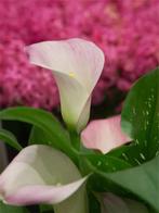 Calla strawberry blush bollen 4 stuks, Ophalen of Verzenden, Voorjaar, Volle zon, Bloembol