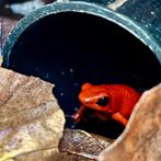 Oophaga Pumilio “nancy” 0.0.3., Dieren en Toebehoren, Schildpad, 0 tot 2 jaar