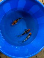 Prachtige japanse kois, Dieren en Toebehoren, Vissen | Vijvervissen, Karper of Koi