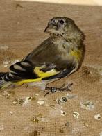 Bastaard man en pop, majoor putter x zwartkopsijs, Dieren en Toebehoren, Vogels | Overige Vogels, Mannelijk, Wildzangvogel
