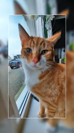 2 katten, Meerdere dieren, Kortharig, 3 tot 5 jaar
