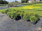 Schitterende taxusbollen, Tuin en Terras, Planten | Struiken en Hagen, Ophalen of Verzenden, Taxus, Struik, Minder dan 100 cm