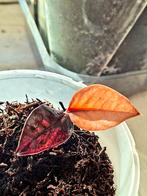 Zamioculcas raven variegata