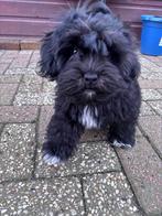 Lieve Shih-poo Puppy teefje, Dieren en Toebehoren, Rabiës (hondsdolheid), 15 weken tot 1 jaar, Overige rassen, Teef