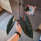 Alocasia Scalprum 2x, Ophalen of Verzenden, Halfschaduw, Minder dan 100 cm