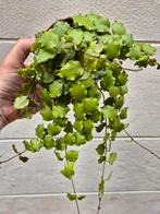 Hoya Endauensis p12, meerdere vergelijkbare exemplaren besch, Ophalen of Verzenden, Overige soorten, Minder dan 100 cm