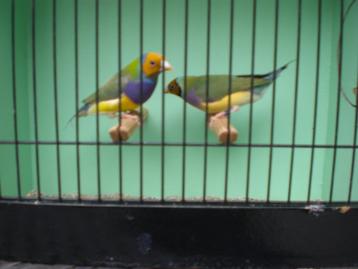 vogelbeurs vlaardingen beschikbaar voor biedingen