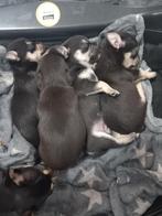 raszuivere chihuahua pups, Dieren en Toebehoren, Honden | Jack Russells en Terriërs, Rabiës (hondsdolheid), Overige rassen, 8 tot 15 weken