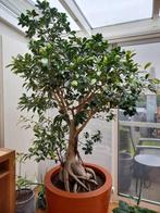 Ficus Microcarpa Nitida op stam incl. Pot, Huis en Inrichting, Kamerplanten, Ophalen, Ficus, Halfschaduw, In pot