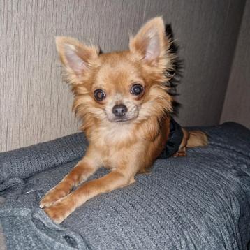Mooie Chihuahua Dekreu