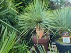 Yucca rostrata, Ophalen, Zomer, Overige soorten, Volle zon