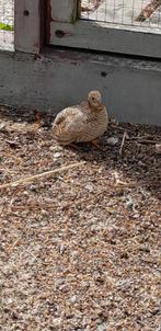 Dwergkwartel hen en haantje, Dieren en Toebehoren, Meerdere dieren