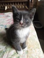 6 leuke kittens, Dieren en Toebehoren, Katten en Kittens | Raskatten | Korthaar, Meerdere dieren, Ontwormd