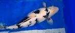 Shiro Utsuri 57cm Female Omosako sansai koi, Karper of Koi