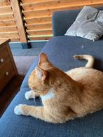 Lief rood poesje zoekt adoptie adres, Poes
