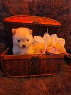 Pomeriaan x pomchi pups, Dieren en Toebehoren, 8 tot 15 weken, CDV (hondenziekte), Meerdere, Nederland