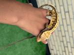 Wimpergekko man, Dieren en Toebehoren, Reptielen en Amfibieën, Overige soorten, Tam, 0 tot 2 jaar