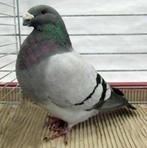 Showracers gezocht (geen blauwkras), Dieren en Toebehoren, Vogels | Duiven, Meerdere dieren