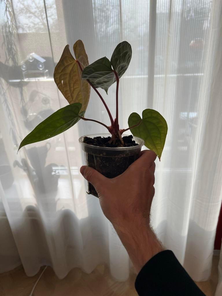 Anthurium Luxurians x radicans - Zeldzame Hybride, Huis en Inrichting, Kamerplanten, Ophalen, Overige soorten, Halfschaduw, In pot