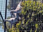 Australische kuifduiven, Dieren en Toebehoren, Vogels | Overige Vogels, Meerdere dieren, Tropenvogel, Geringd
