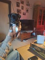 Hele mooie jack russel pup, teefje zoekt een nieuw baasje, Dieren en Toebehoren, Honden | Jack Russells en Terriërs, Jack Russell Terriër