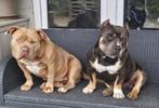 Tri dekreu pocket Bully met Stamboom, Dieren en Toebehoren, België, Fokker | Hobbymatig, Rabiës (hondsdolheid), Reu