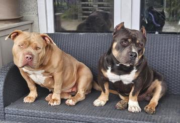 Tri dekreu pocket Bully met Stamboom beschikbaar voor biedingen